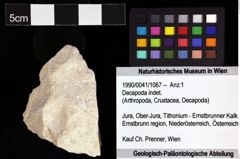 Foto (Objket + Etiketten) von Decapoda indet. 